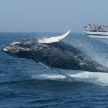 Whale watching tour off the coast of Massachusetts