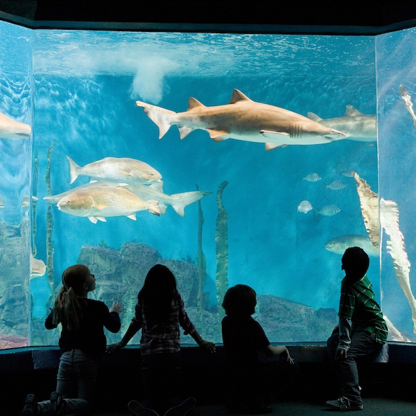 Children watching a fish tank at the New England Aquarium in Boston, Massachusetts