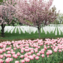 Arlington National Cemetery during spring in Virginia