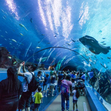 Visitors in the ocean voyager tunnel of the Georgia Aquarium in Atlanta