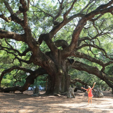 Visitors to the Angel Oak Tree in Charleston, South Carolina