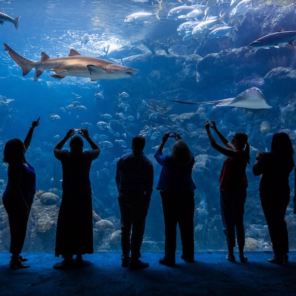 Visitors looking at a tank full of marine life at the Florida Aqiarum in Tampa