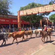 Cattle drive through the Fort Worth Stockyards in Texas