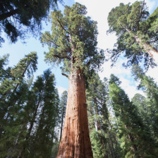 General Sherman, the largest tree in the world, at Sequoia National Park in California