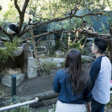 Visitors at the panda bear habitat of the San Diego Zoo in California