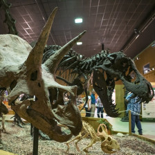 Visitors admiring the fossils at the Wyoming Dinosaur Center in Thermopolis, Wyoming